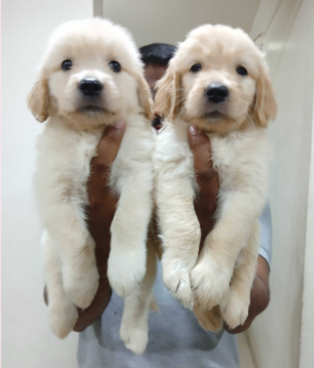 Golden-Retriever-Dogs-For-Sell