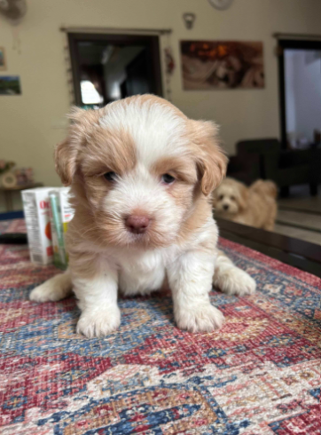 Lhasa-Apso-Dogs-For-Sell