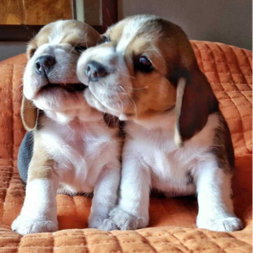 Beagle-Dogs-For-Sell